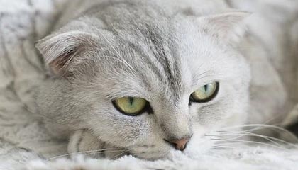 宜城伴游，定制QQ：3494206190微信：act1322